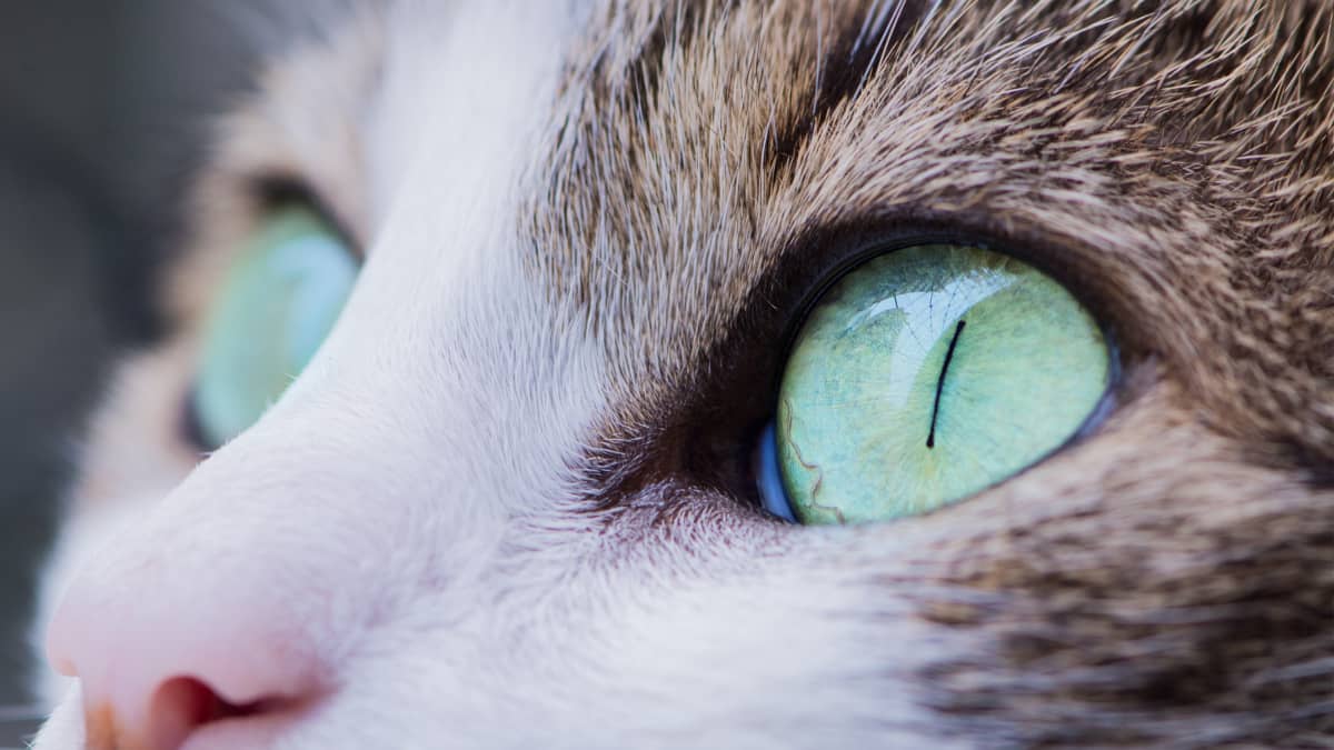 Cat eye infection treatment new arrivals