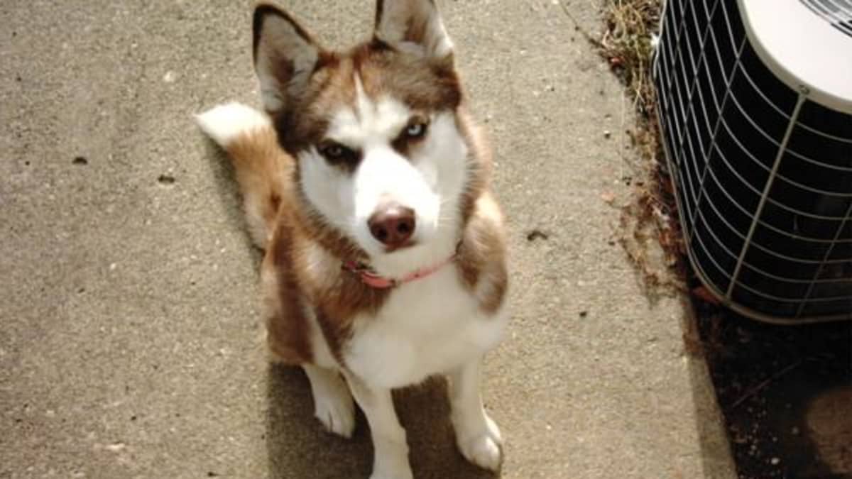 How to Groom a Siberian Husky PetHelpful