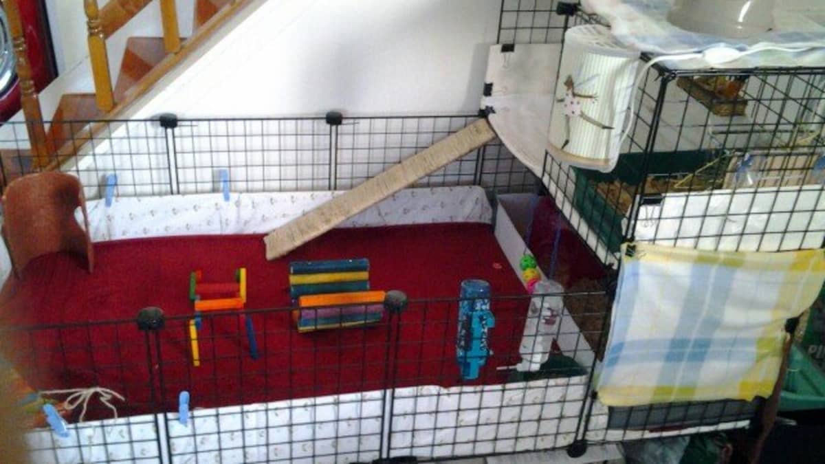Build a Guinea Pig Cage With Cubes and Corrugated Plastic C C PetHelpful