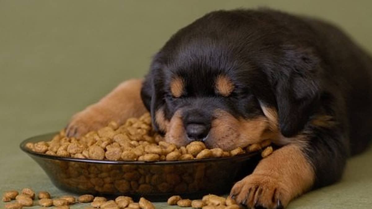 Will Premium Foods Make Your Dog Live Longer PetHelpful