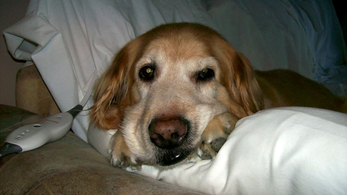 How to Stop a Dog From Eating Too Fast Tips to Prevent Bloat PetHelpful