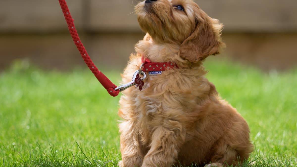 Train dog to heel without leash cheap
