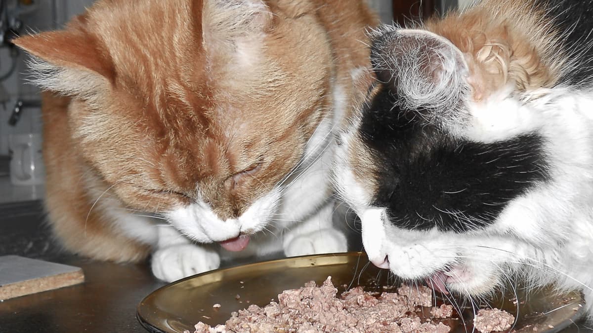 What Kind of Cat Food Is Best Wet or Dry PetHelpful