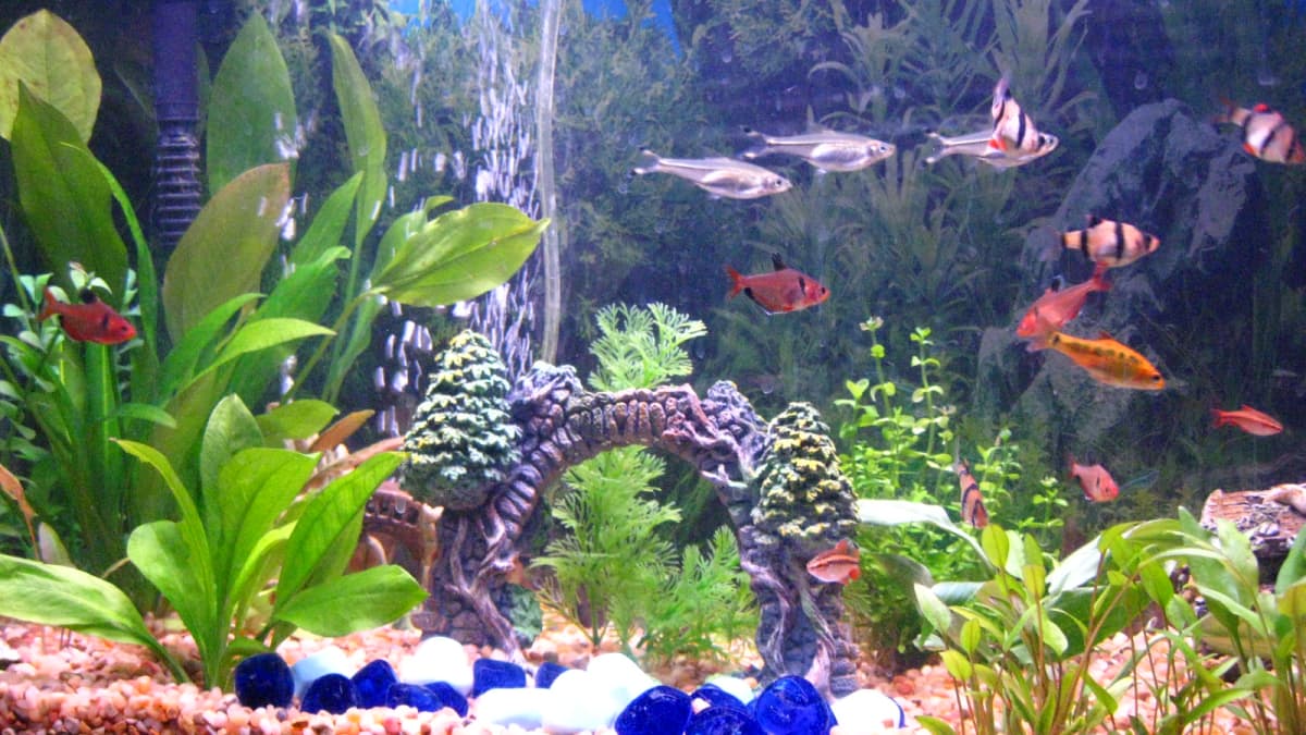 How to Start a Freshwater Tropical Aquarium PetHelpful