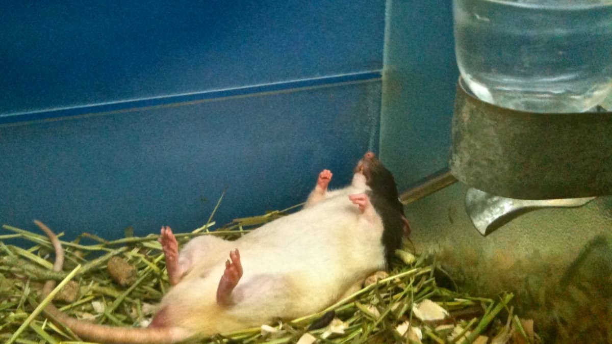 How to Get Cheap Cages for Your Pet Rat PetHelpful