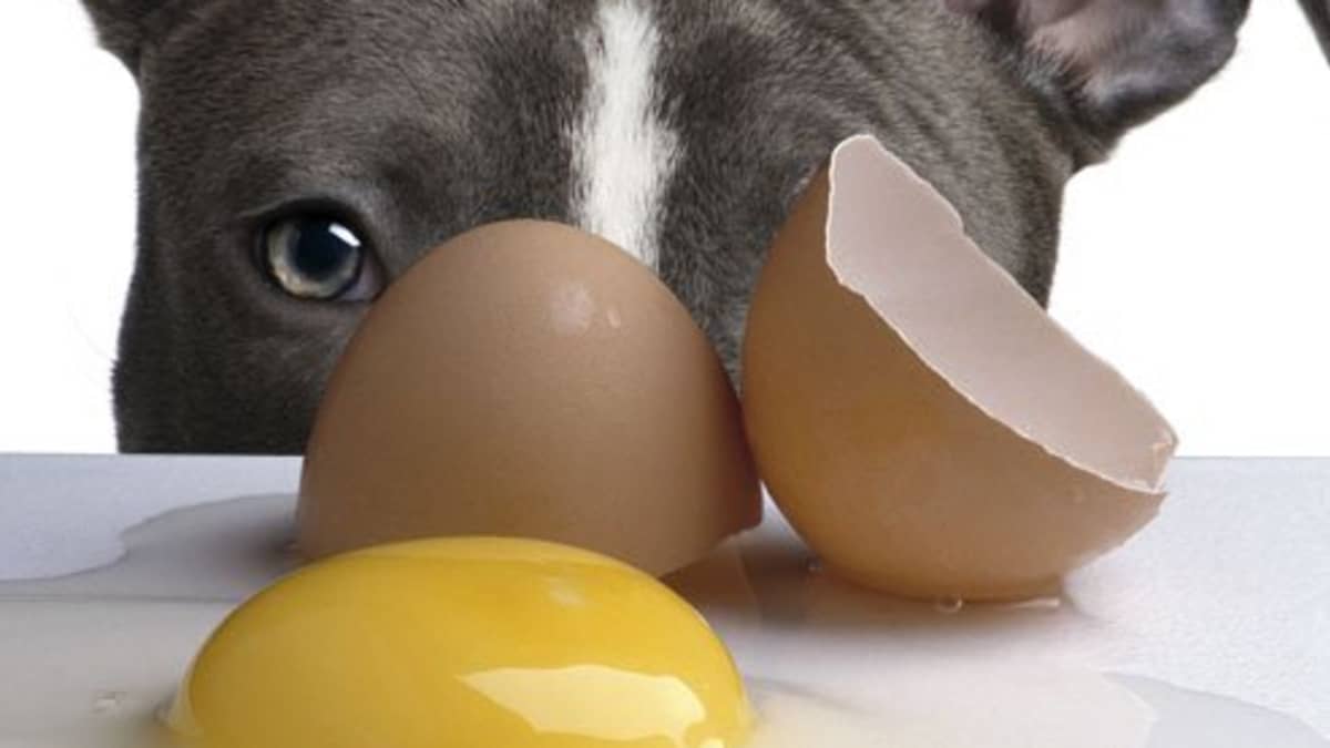 Is It Safe to Feed Dogs Raw Eggs PetHelpful