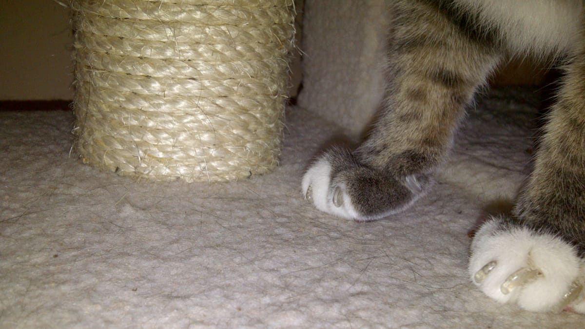 Plastic caps for cat claws 2025