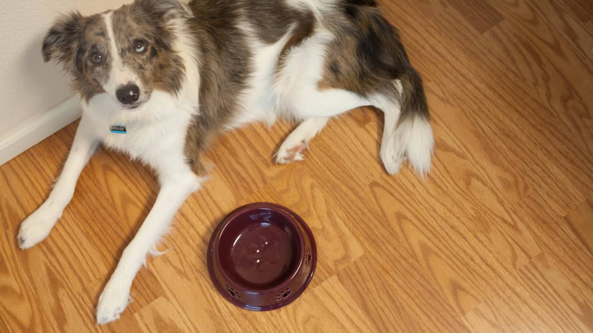 My dog wont eat and vomits sales