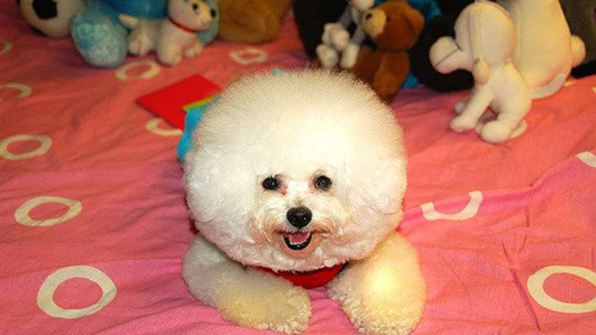 Small hairy dog breeds cheap