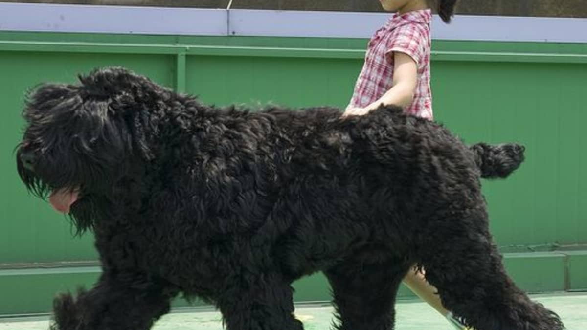 Small russian dog breeds on sale