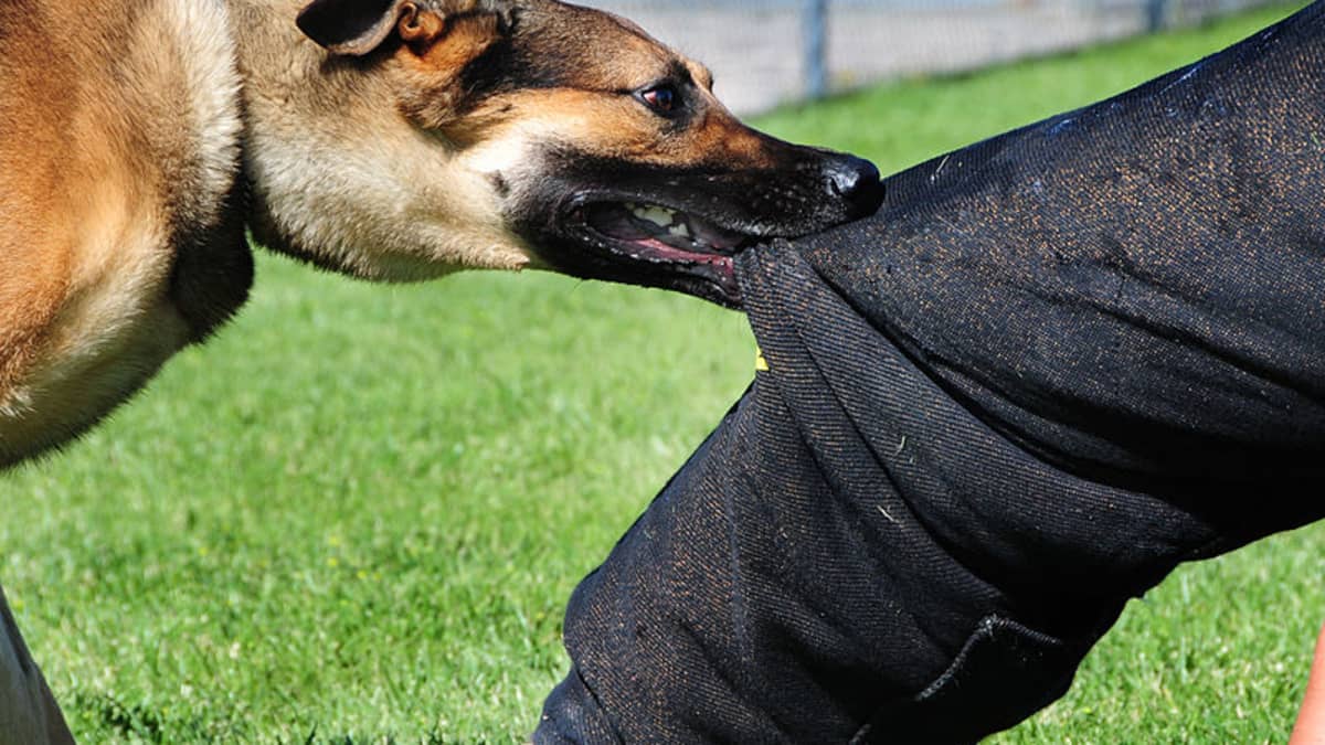 Dog Bite Protection How to Protect Yourself From a Dog Attack PetHelpful