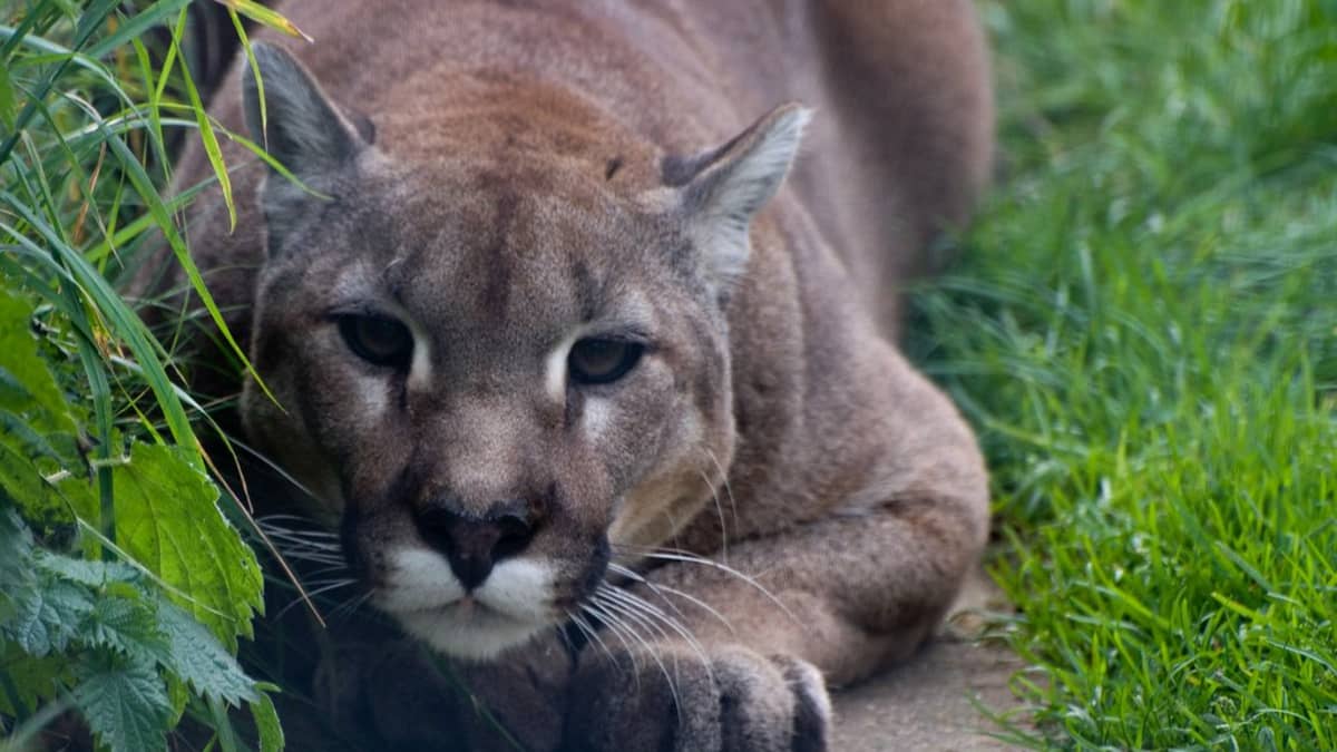 Buy a puma cat discount