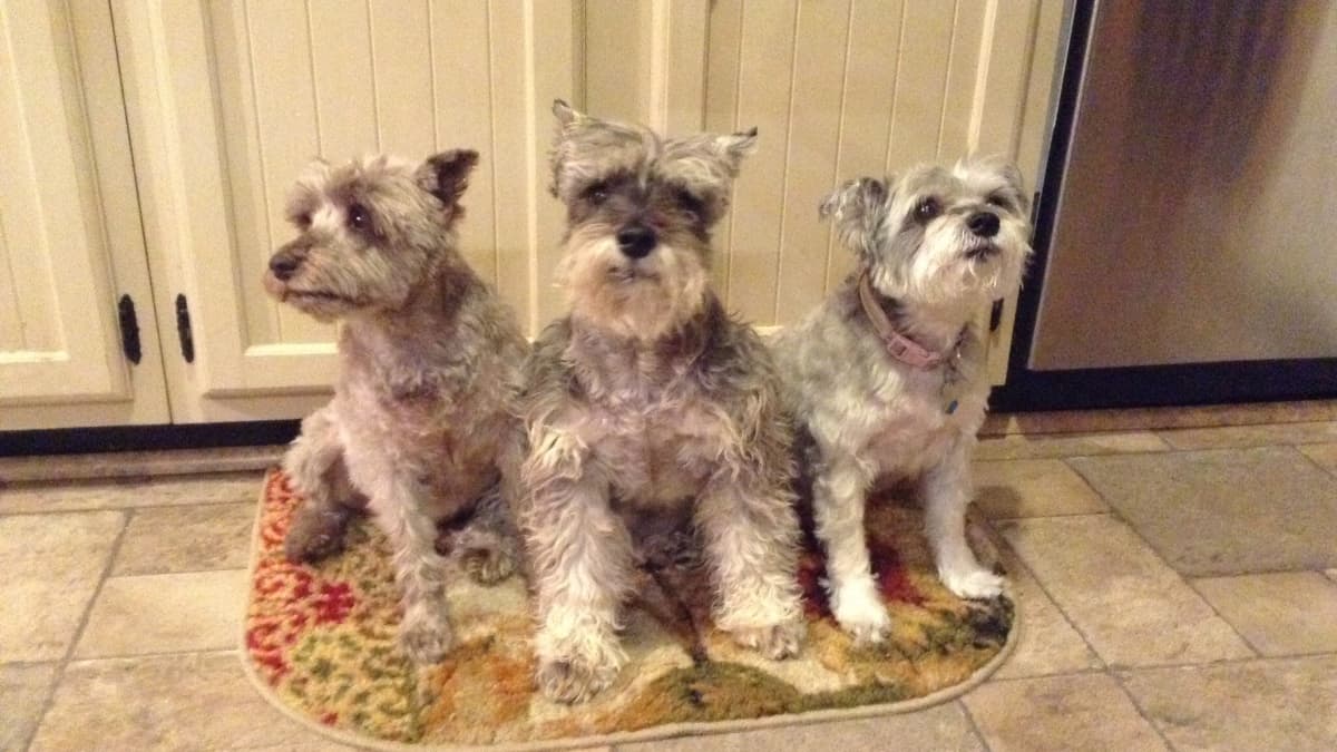 Schnauzer allergies top