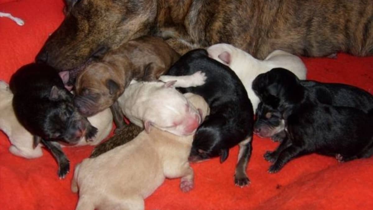 Pit Bull Puppies From Birth to Six Weeks PetHelpful