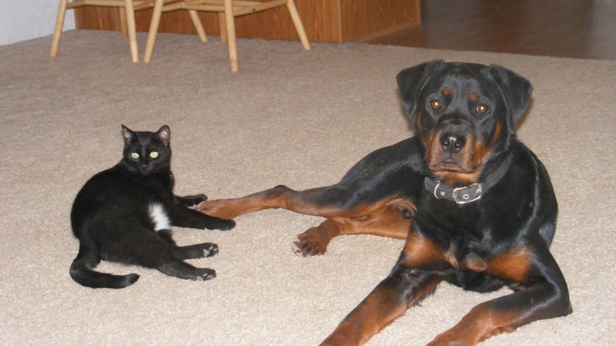 Why Did My Dog Kill My Cat PetHelpful