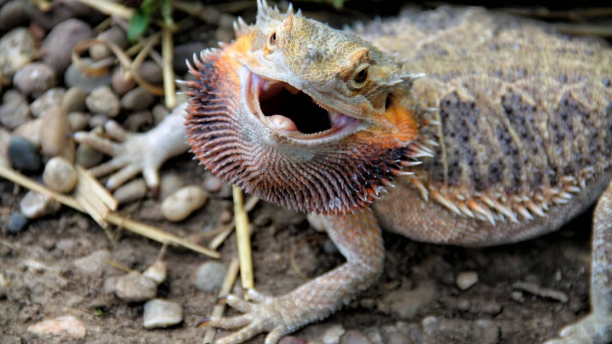 How to Take Care of a Bearded Dragon for Beginners PetHelpful