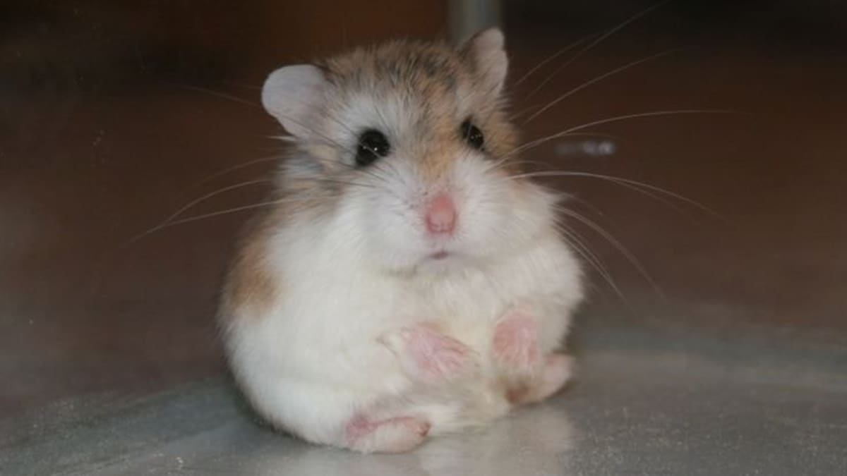A Complete Guide to Roborovski Hamsters PetHelpful
