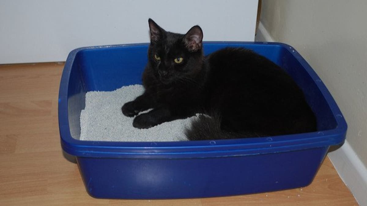 Cat litter winco shop