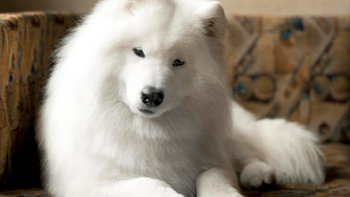Samoyed raw diet 2025
