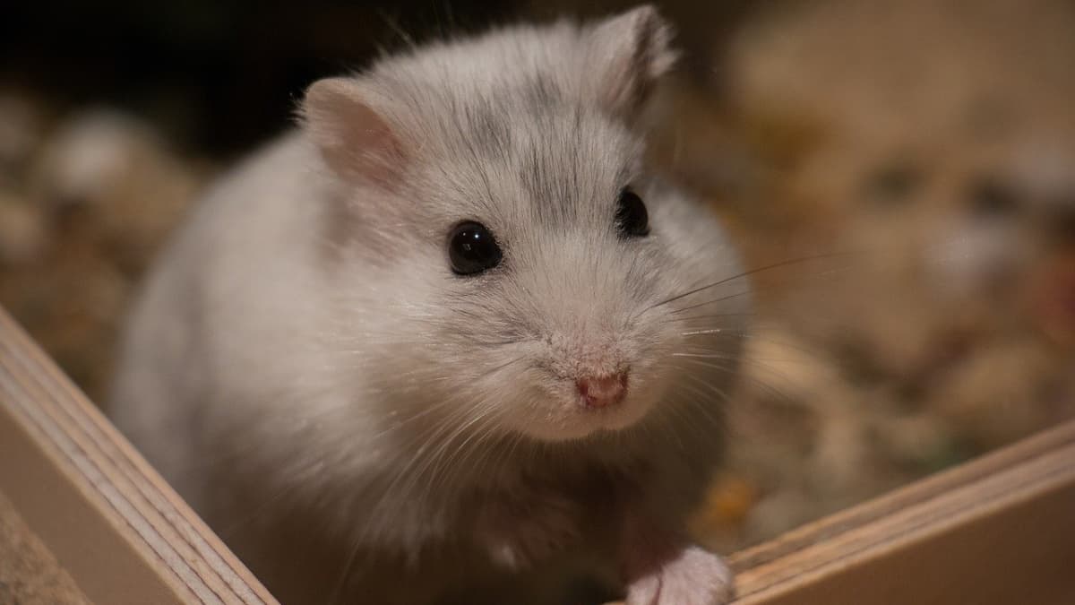 9 Items Your Hamster Needs for a Long and Happy Life PetHelpful
