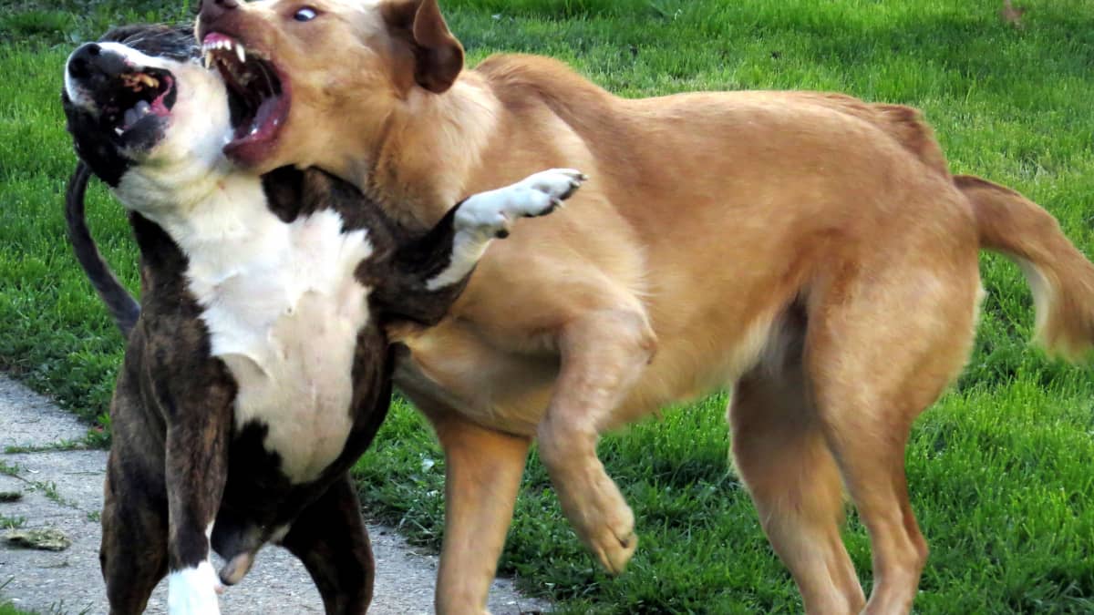 How Do I Stop My Dogs From Fighting Effective Methods to Stop Dog Aggression PetHelpful