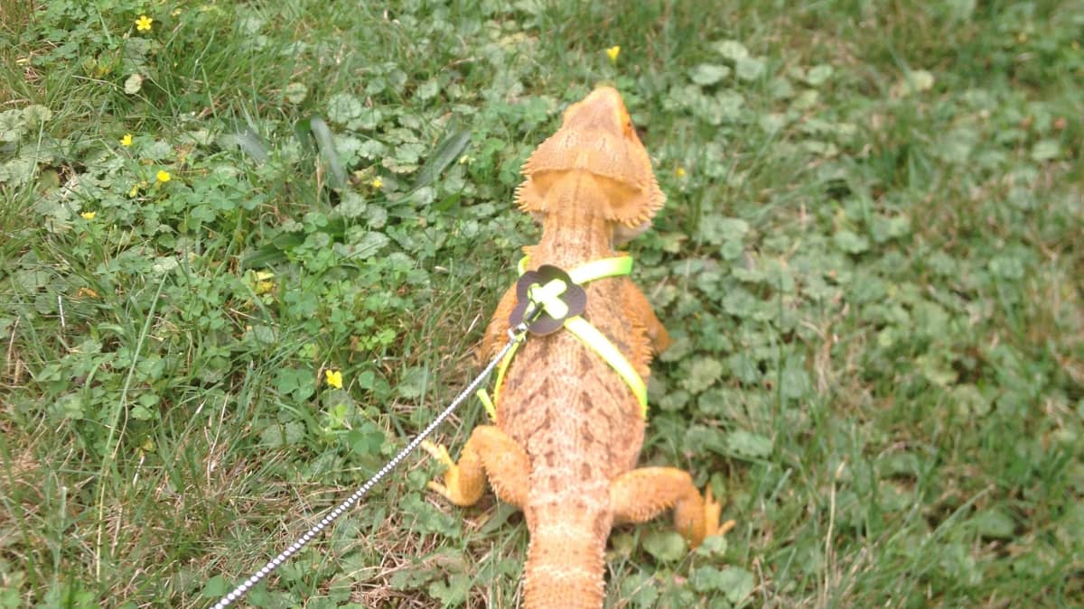 Juvenile bearded dragon leash clearance