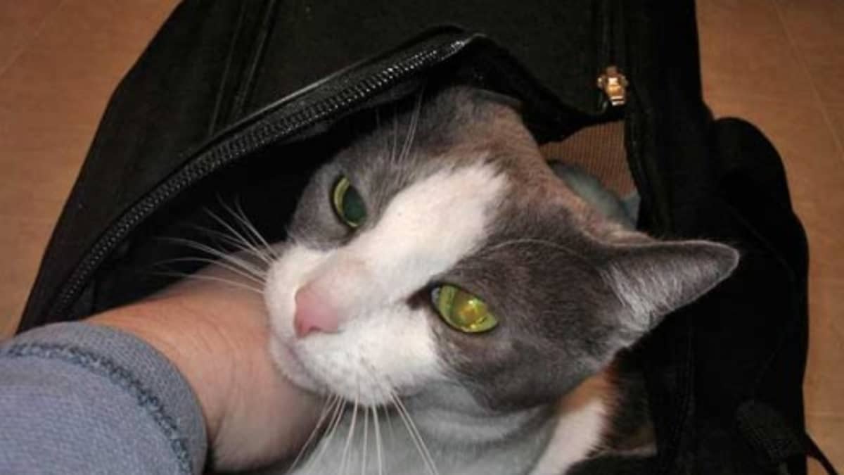 Tsa approved cat harness new arrivals