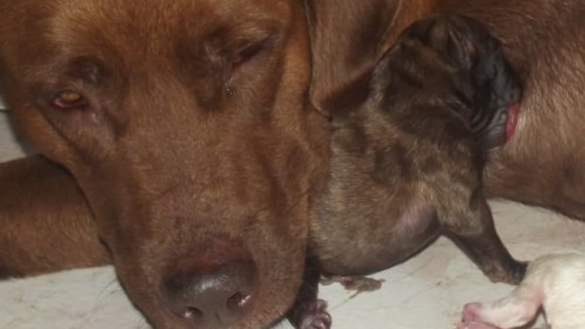 What to feed a nursing dog hot sale