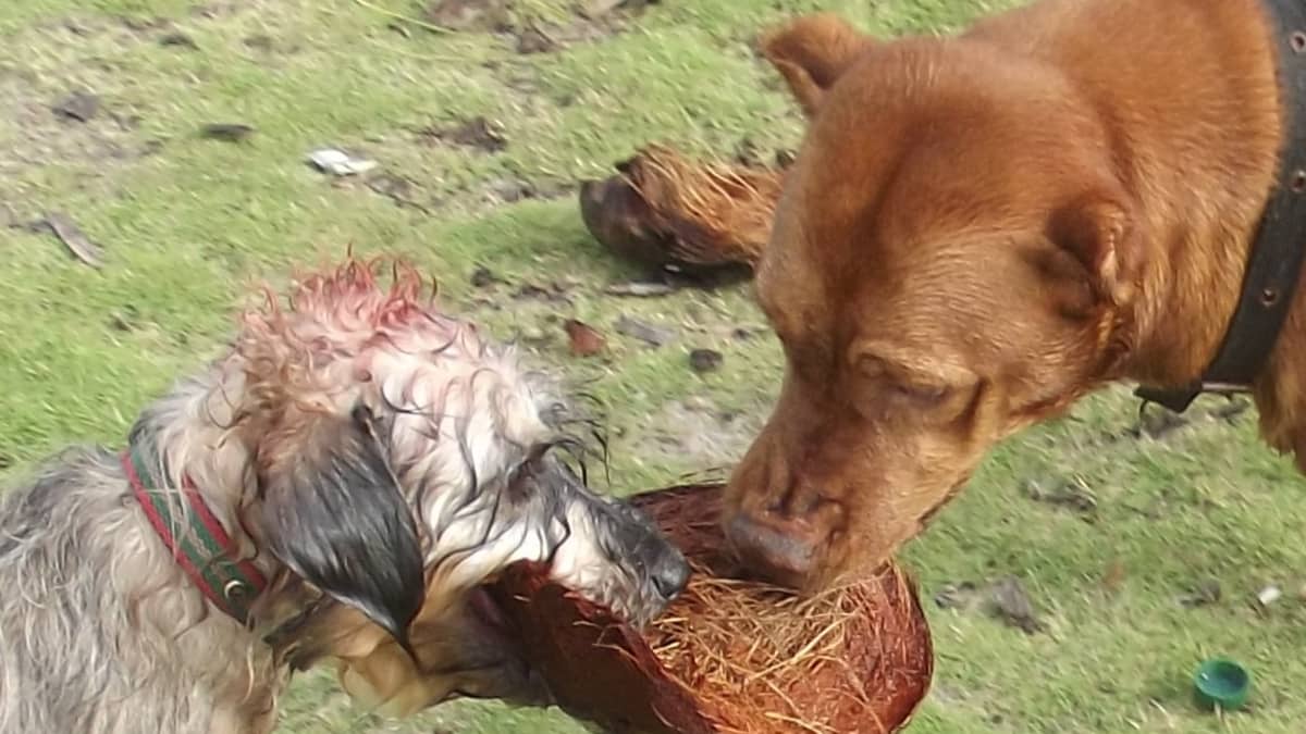 Prepackaged raw dog food shop