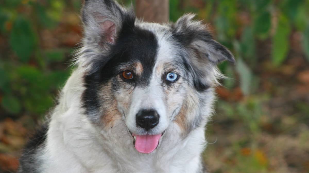 Phantom merle aussie deals