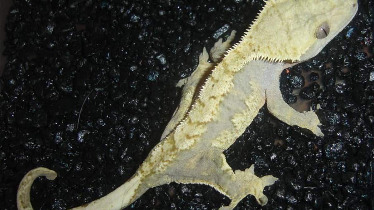 Reptile breeding supplies store