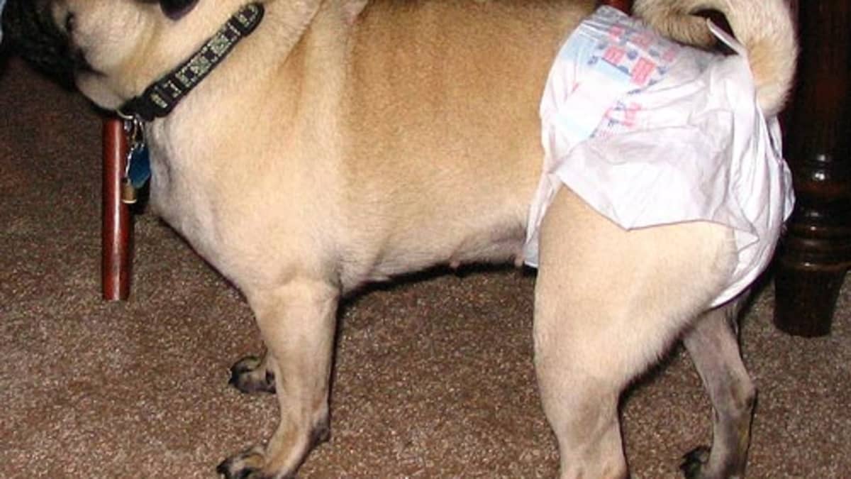 Tips for Caring for a Female Dog in Heat PetHelpful