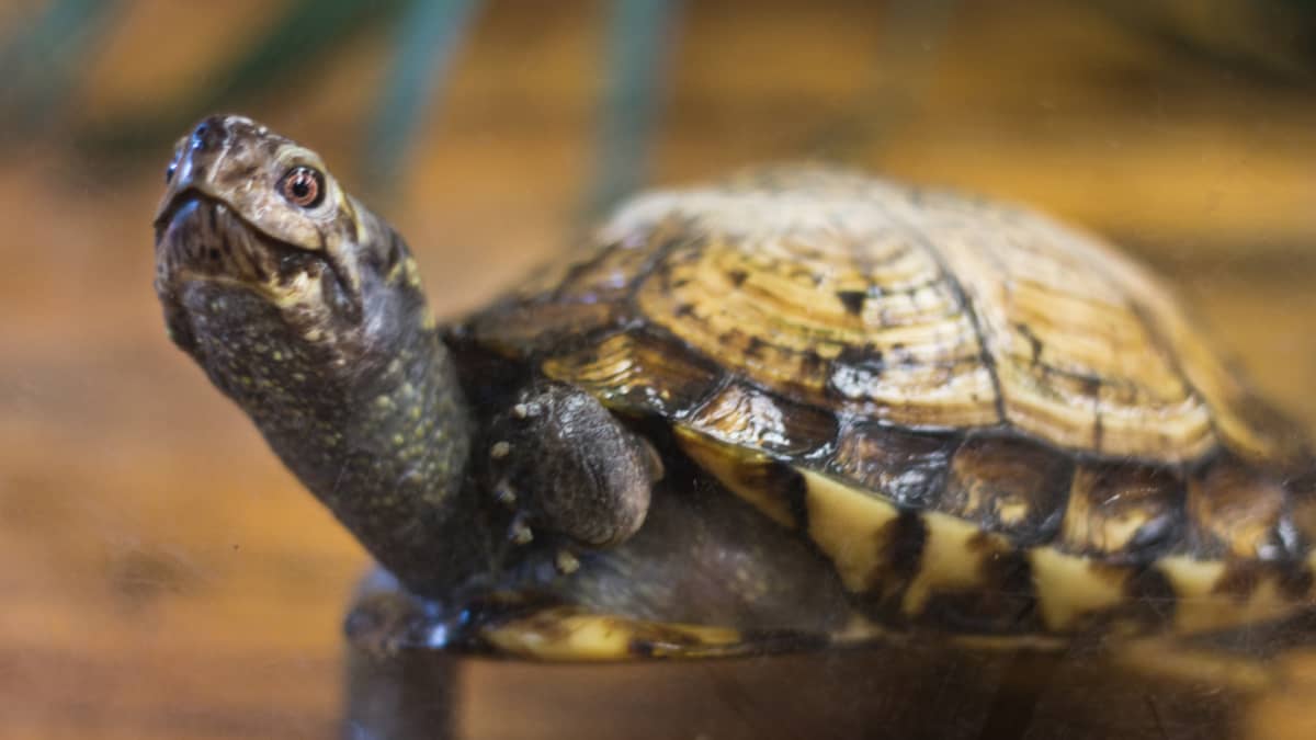 12 Reasons Not to Buy a Pet Turtle or Tortoise PetHelpful