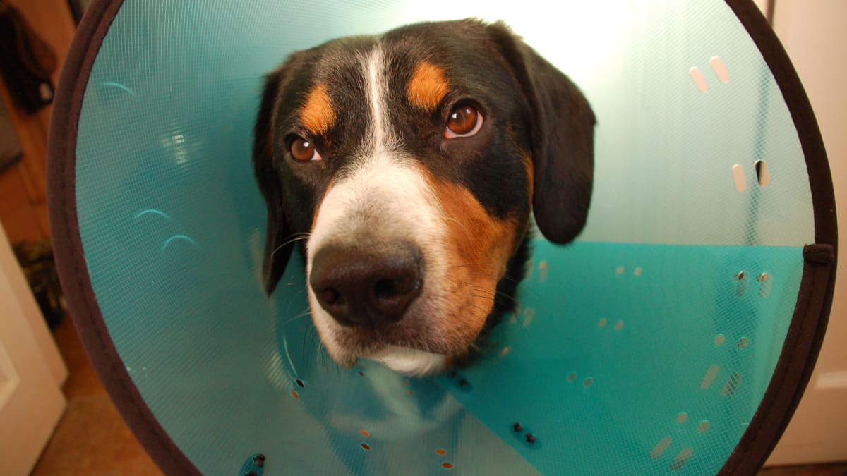 Inflatable collar for dogs store