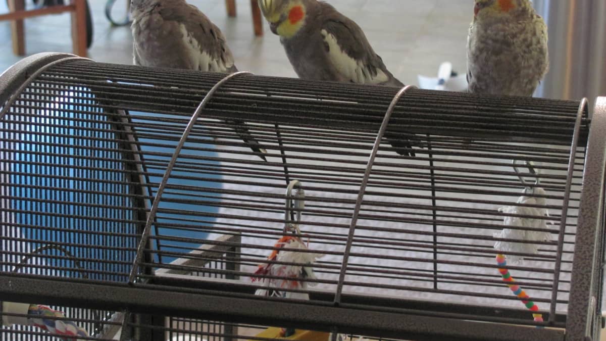 How to Set Up a Bird Cage for a Cockatiel Parakeet or Parrot PetHelpful