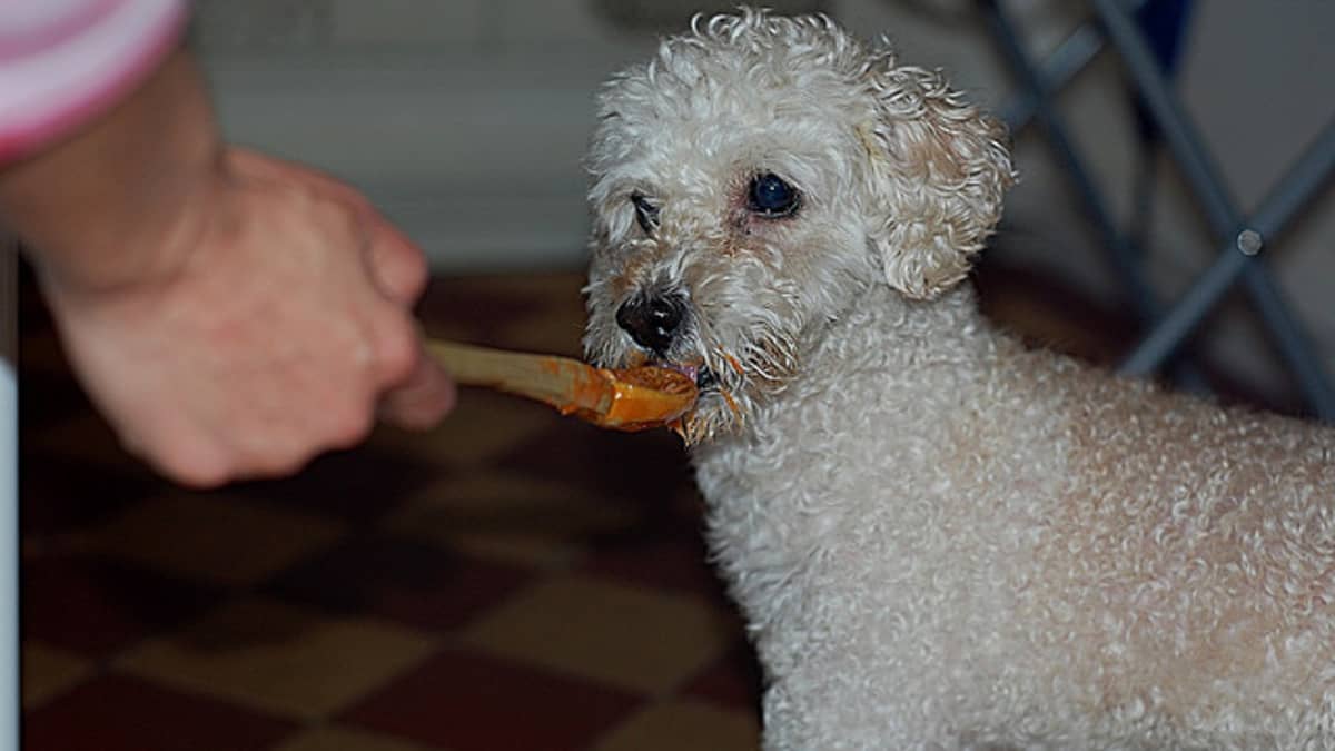My dog ate biotin online