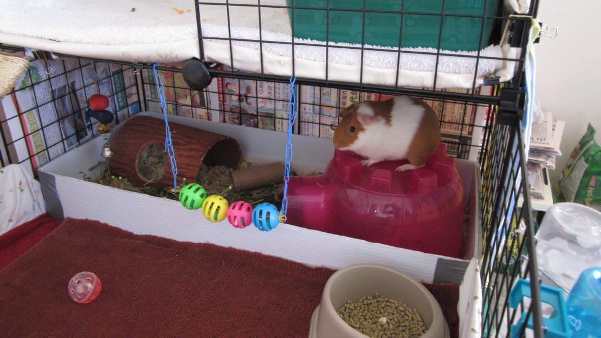 How to Litter Box Train or Potty Train Your Guinea Pigs PetHelpful
