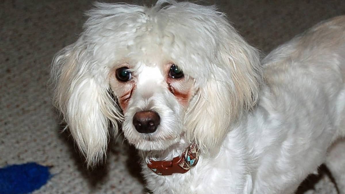 How to Naturally Remove Tear Stains From Your Dog s Fur PetHelpful