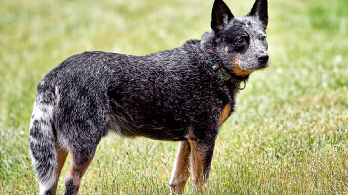 Smartest big dog breeds discount
