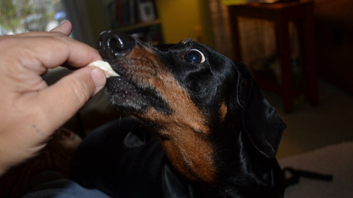 Does My Dog Need to Go to the Vet After Eating Chicken Bones PetHelpful
