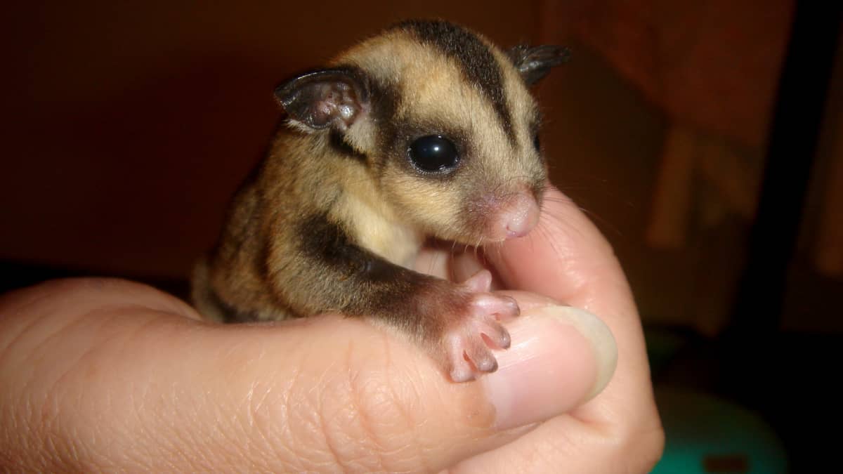 Sugar gliders diet in captivity deals