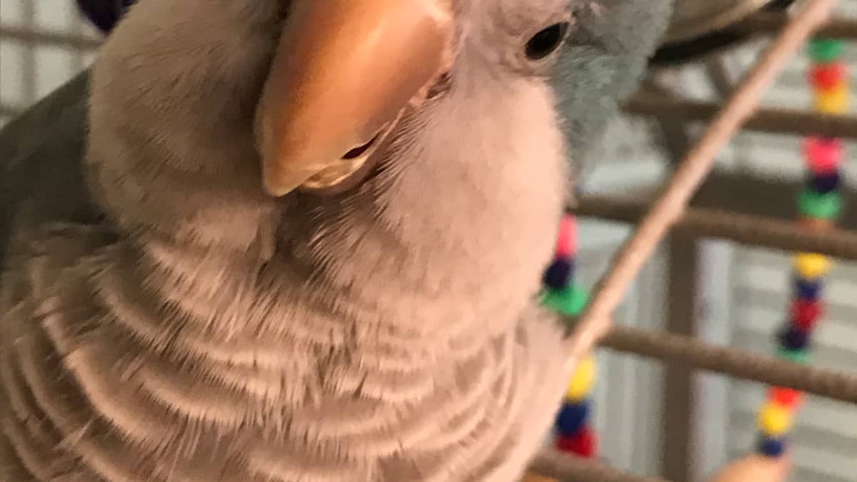 How to Care for Your Quaker Parrots PetHelpful