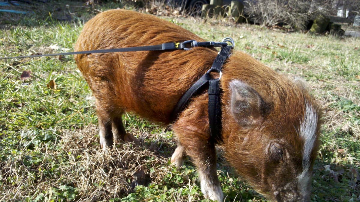 How to Housebreak or Potty Train a Micro Mini Pig PetHelpful
