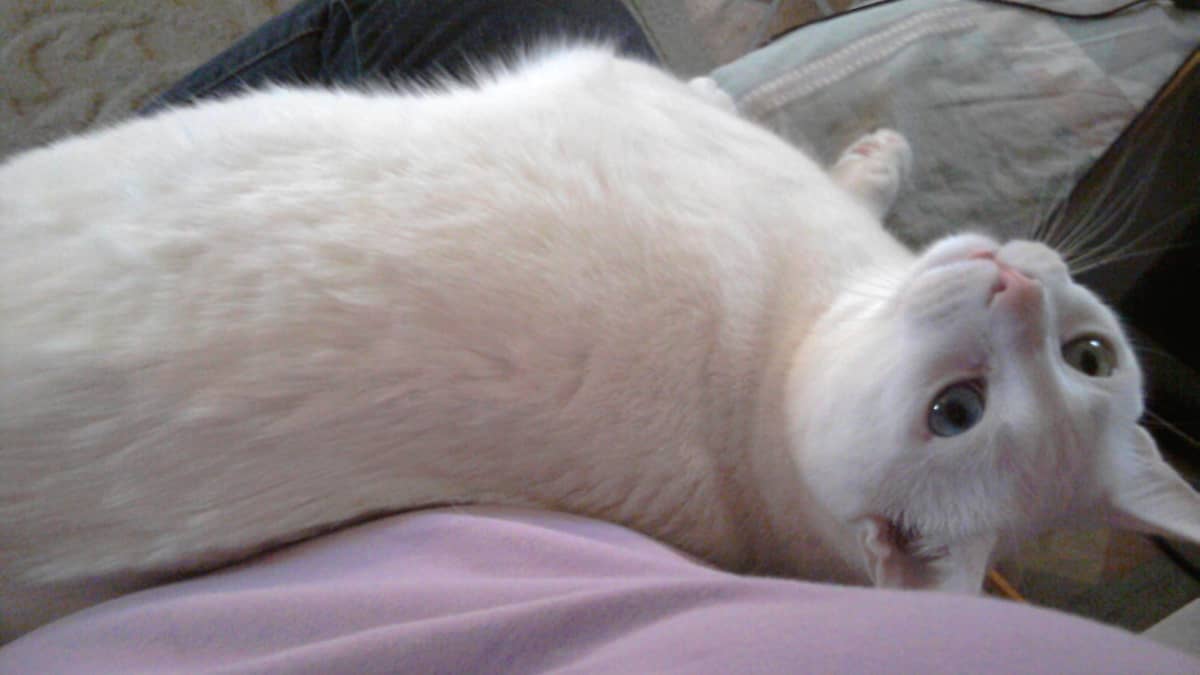 Maintenance of Long Haired vs. Short Haired Cats PetHelpful