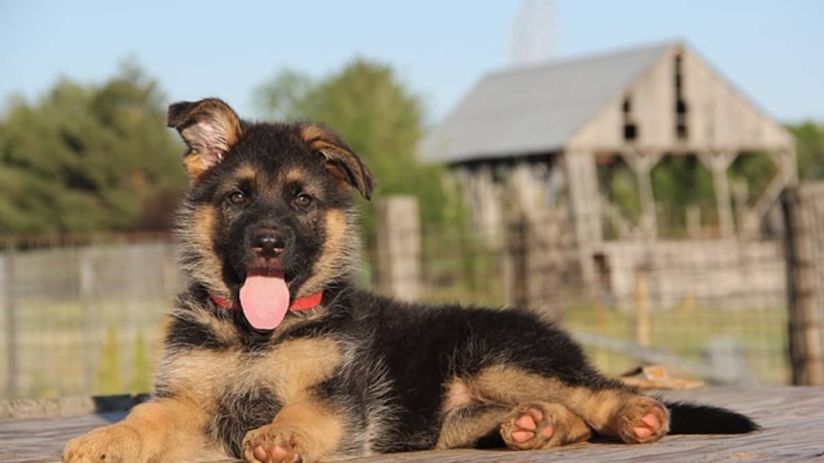 16 Ways to Stop a German Shepherd Puppy From Biting PetHelpful