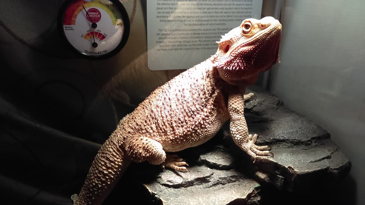 Bearded dragon bread outlet