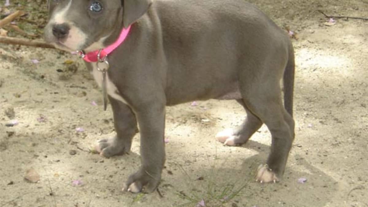 Is pedigree good for pitbulls cheap