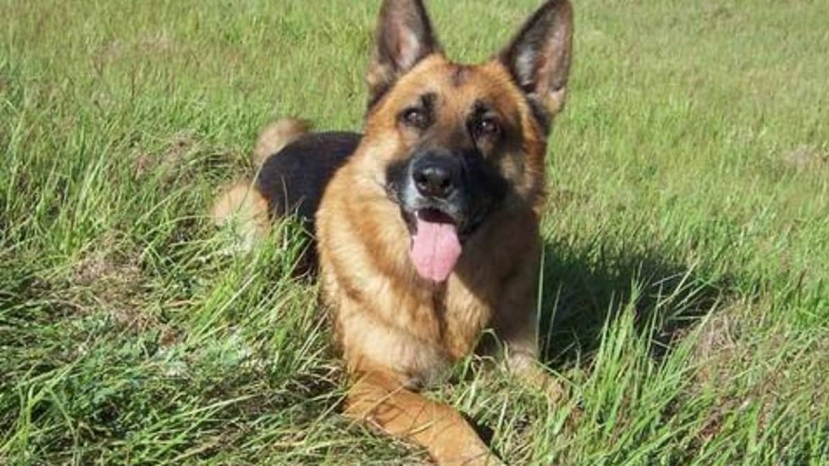 Everything You Need to Know About German Shepherd Puppies Buying Raising Training and Naming PetHelpful