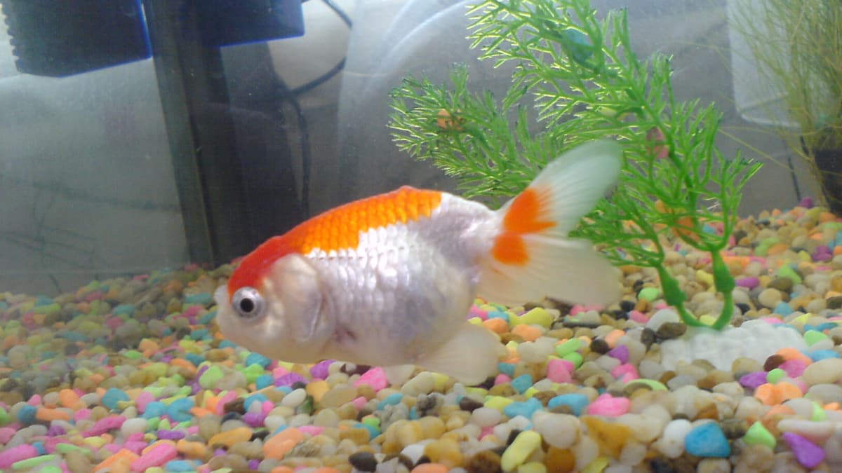 Ranchu care sale