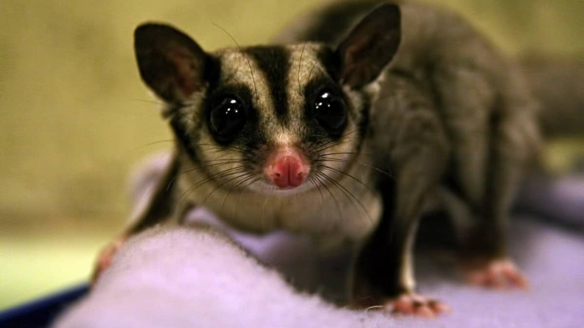 Sugar Glider Facts and Information A Fun and Unusual Pet PetHelpful